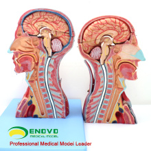 MUSCLE07(12030) Head and Neck with Vessels,Nerves and Brain (Medical Model,Anatomical Model) 12030